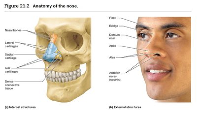 Anatomy of the nose, showing internal and external structures