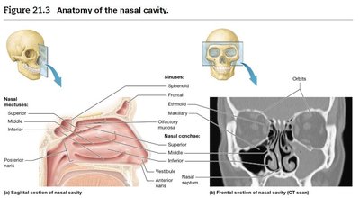 Anatomy of the nasal cavity, including conchae and sinuses