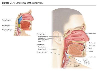 Anatomy of the pharynx, showing nasopharynx, oropharynx, and laryngopharynx
