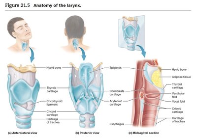 Anatomy of the larynx, showing cartilage structures and vocal folds