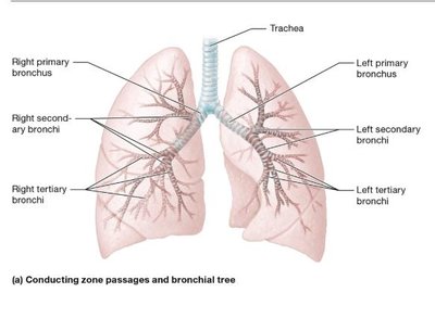 Conducting zone passages and bronchial tree