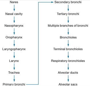 Airflow pathway from nares to alveolar sacs