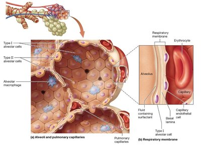 Alveoli and pulmonary capillaries, showing respiratory membrane