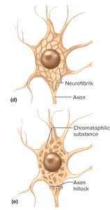 Neurofibrils and chromatophilic substance