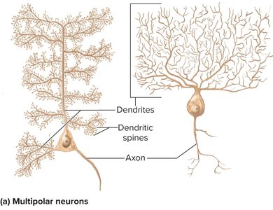 Multipolar neurons