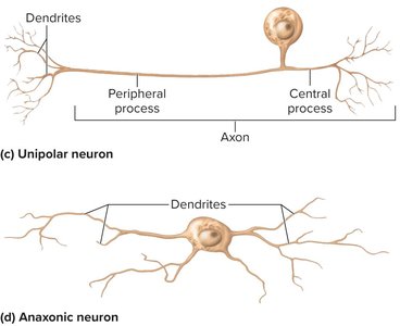 Unipolar and anaxonic neurons