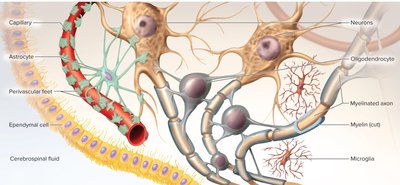 Neuroglia of the CNS