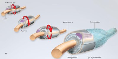 Myelination by Schwann cell