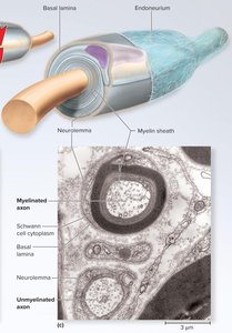Myelinated and unmyelinated axons