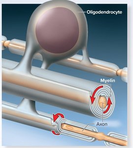 Myelination by oligodendrocyte
