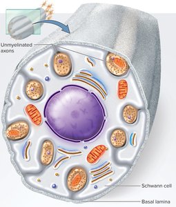 Unmyelinated axons in Schwann cell