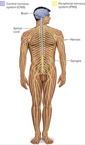 Anatomical divisions of the nervous system