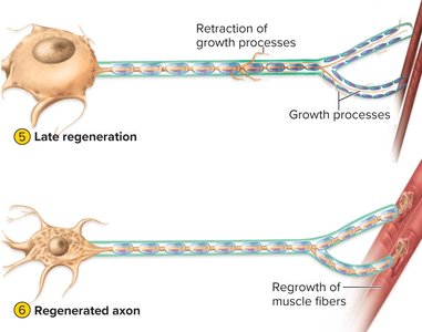 Late regeneration and regrown axon