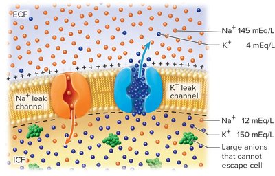 Ionic basis of resting membrane potential