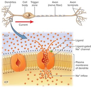 Excitation of neuron by chemical stimulus
