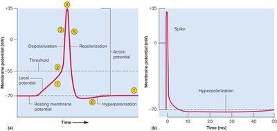 Action potential graph