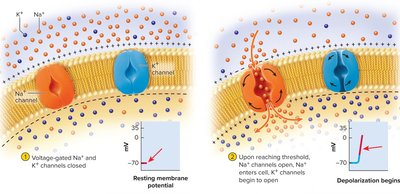 Sodium and potassium channel actions