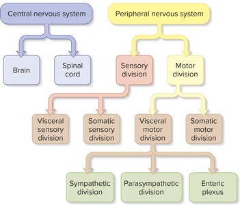 Functional divisions of the nervous system