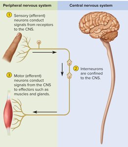 Functional classes of neurons