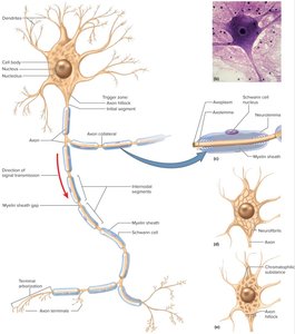 General structure of a neuron