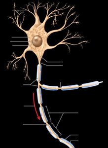 Labeled neuron structure