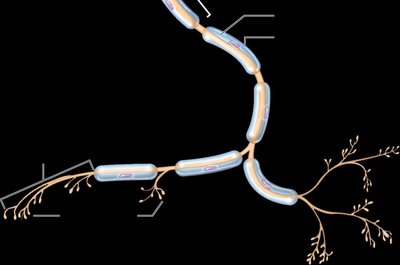 Neuron structure with myelin sheath