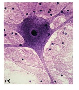 Neuron cell body under microscope