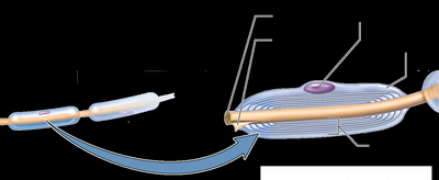 Axon and myelin sheath detail