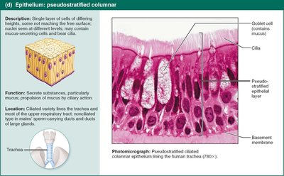 Pseudostratified columnar epithelium.