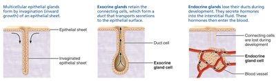 Formation of multicellular exocrine and endocrine glands.