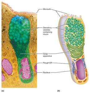 Goblet cell (unicellular exocrine gland).