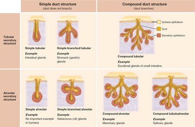Types of multicellular exocrine glands.