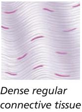 Dense regular connective tissue