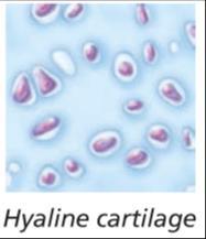 Hyaline cartilage