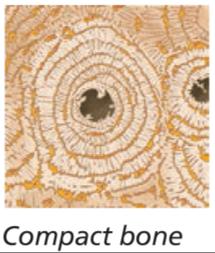 Compact bone