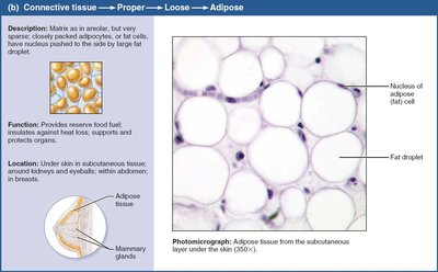 Adipose connective tissue.