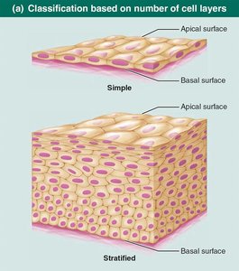 Classification based on number of cell layers: simple and stratified.