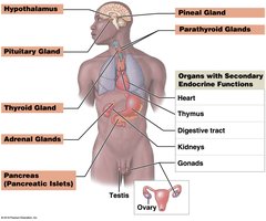 Major endocrine organs and organs with secondary endocrine functions