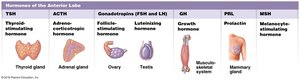 Hormones of the anterior lobe of the pituitary gland