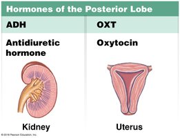 Hormones of the posterior lobe of the pituitary gland