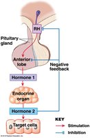 Negative feedback regulation of hormone secretion