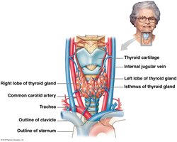 Gross anatomy of the thyroid gland
