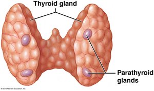 Anatomy of the parathyroid glands
