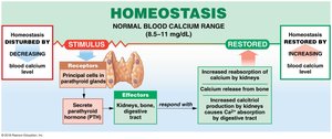 Homeostatic regulation of blood calcium by parathyroid hormone