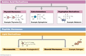 Classification of hormones by chemical structure
