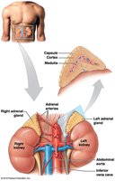 Gross anatomy of the adrenal glands