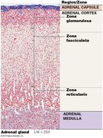 Histological layers of the adrenal gland