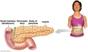 Gross anatomy of the pancreas