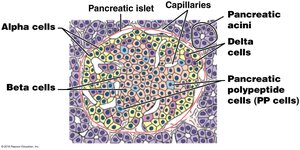 Histology of pancreatic islets