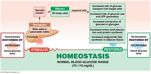 Homeostatic regulation of blood glucose by insulin